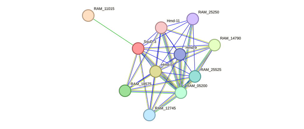 STRING protein interaction network