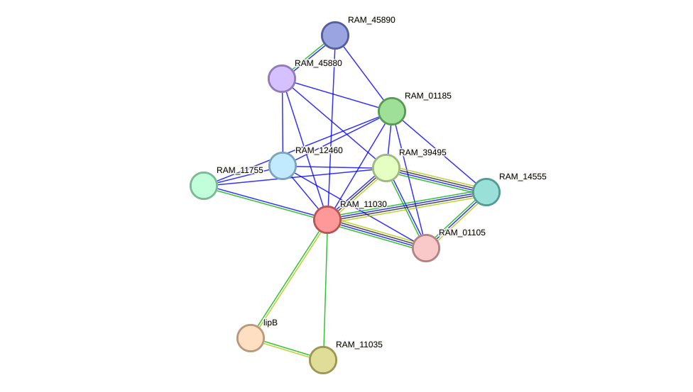 STRING protein interaction network