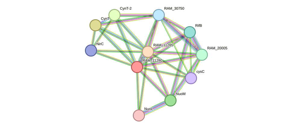 STRING protein interaction network