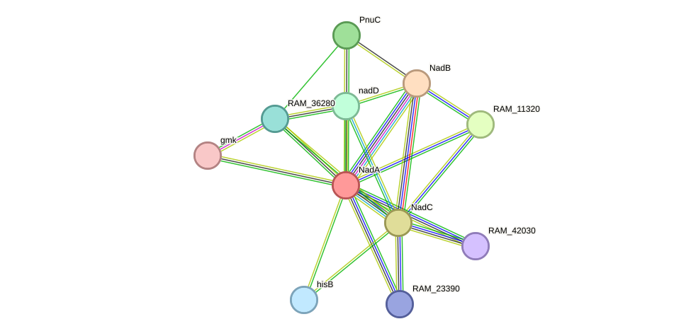 STRING protein interaction network