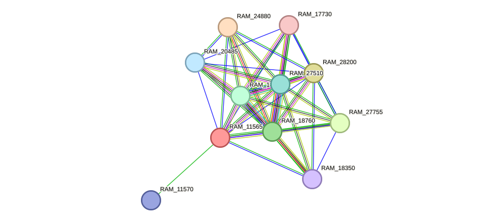 STRING protein interaction network
