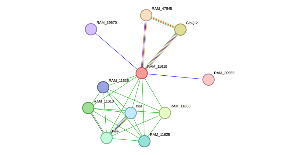 STRING protein interaction network