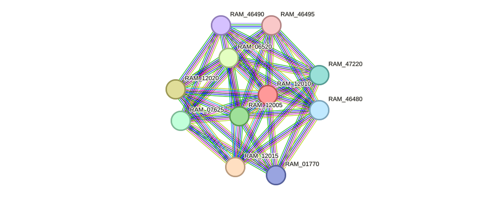 STRING protein interaction network
