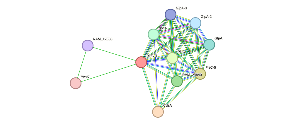 STRING protein interaction network