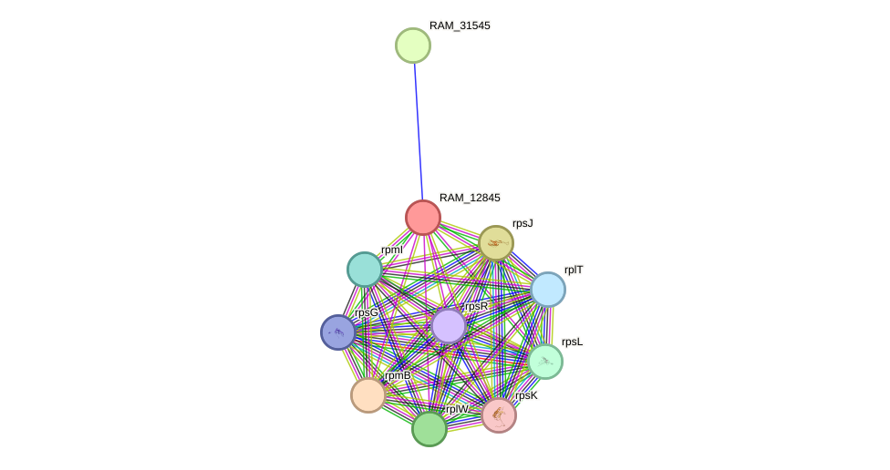 STRING protein interaction network
