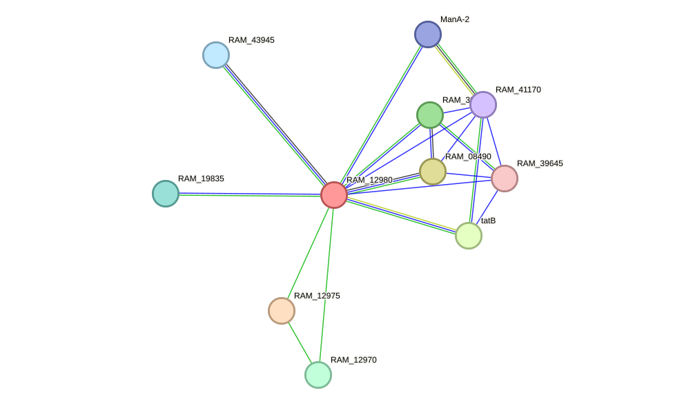 STRING protein interaction network