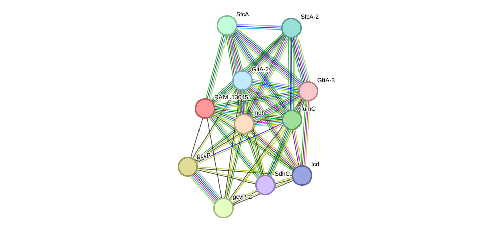 STRING protein interaction network