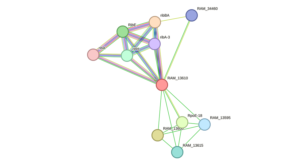 STRING protein interaction network