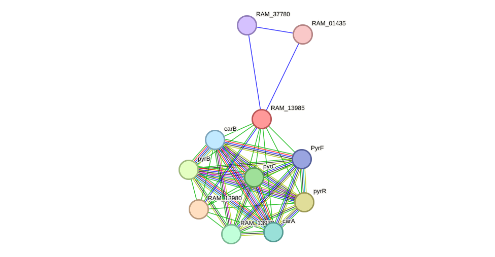 STRING protein interaction network