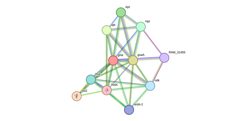 STRING protein interaction network