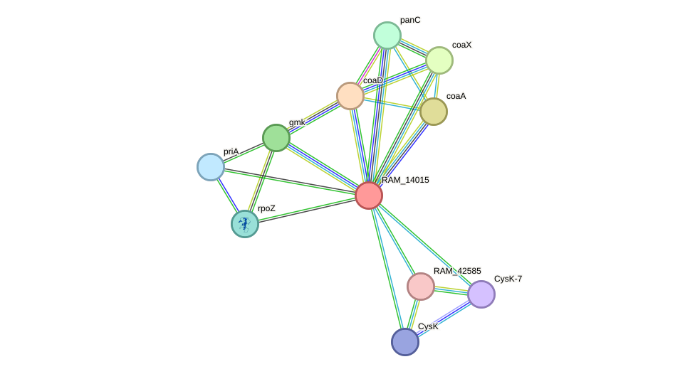 STRING protein interaction network