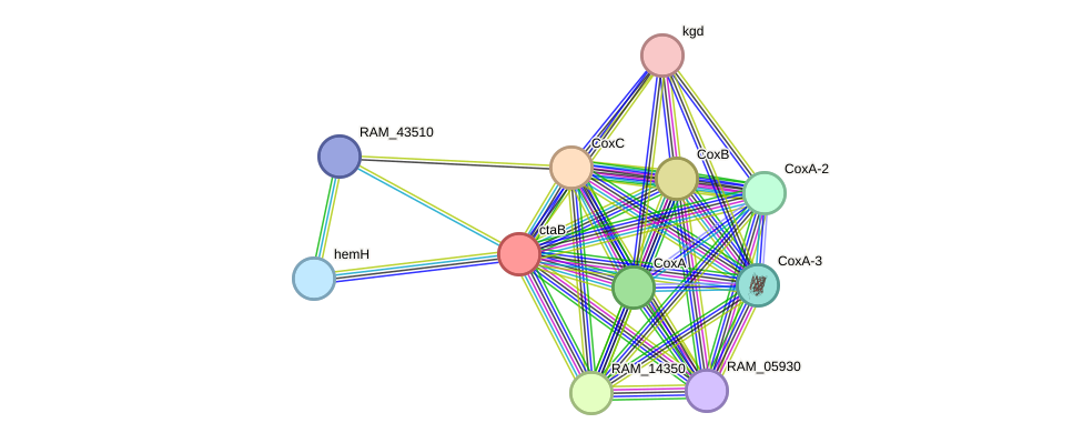STRING protein interaction network