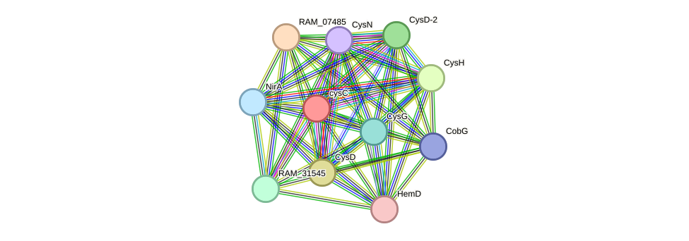 STRING protein interaction network