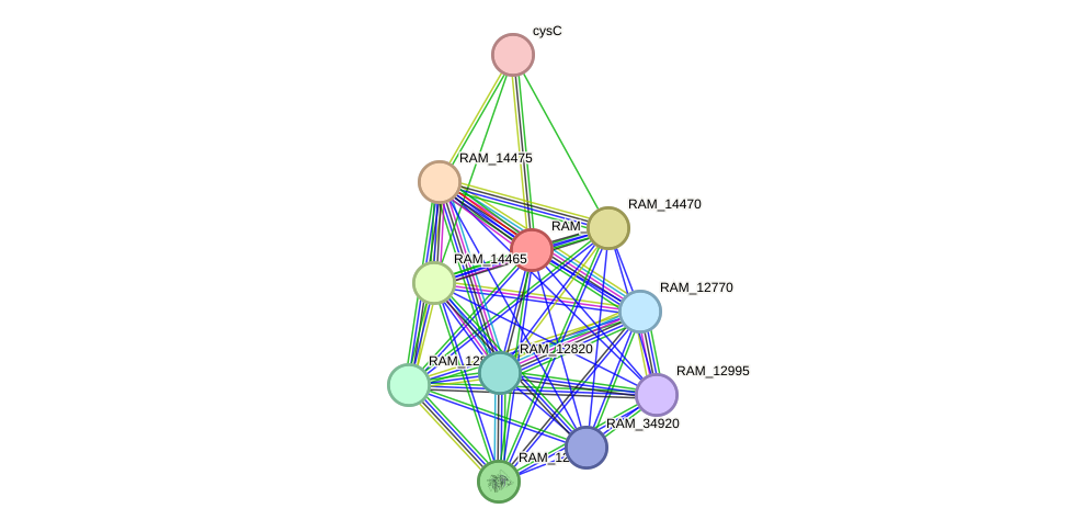 STRING protein interaction network