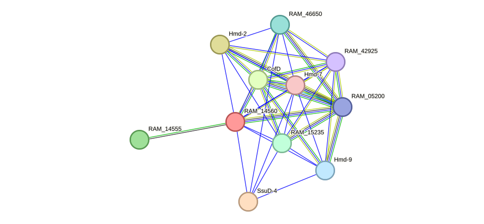 STRING protein interaction network