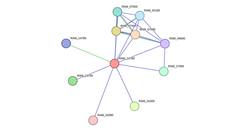 STRING protein interaction network