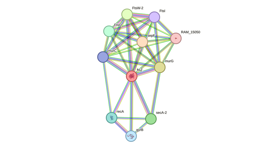STRING protein interaction network