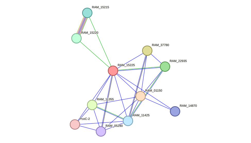 STRING protein interaction network