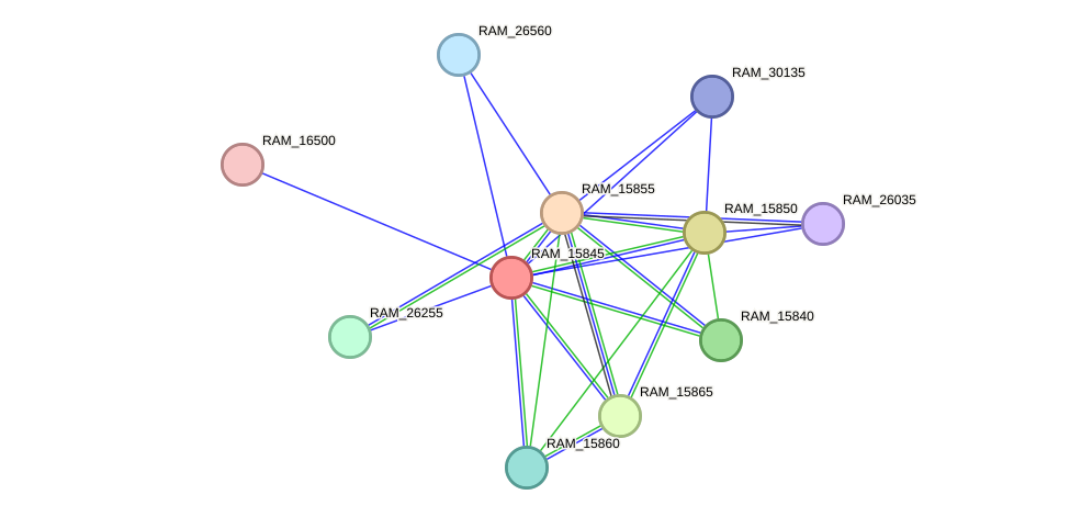 STRING protein interaction network