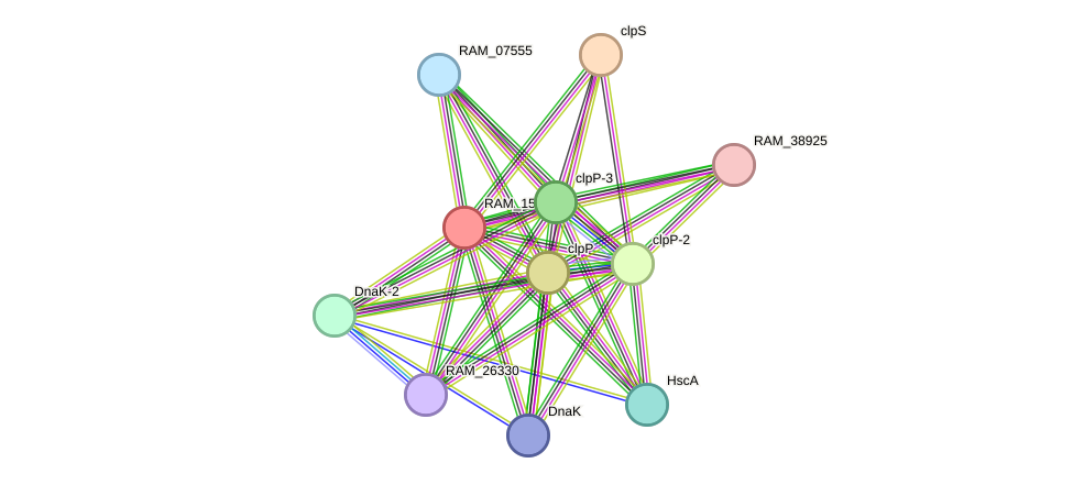 STRING protein interaction network