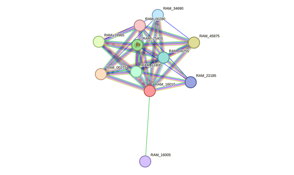 STRING protein interaction network