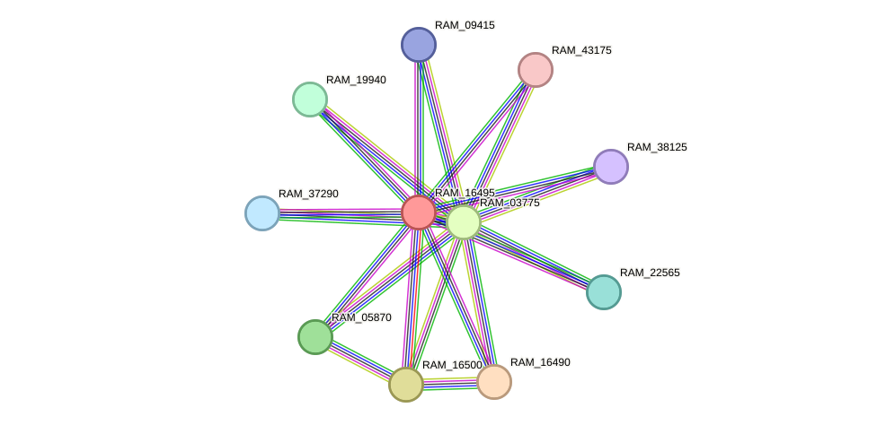 STRING protein interaction network