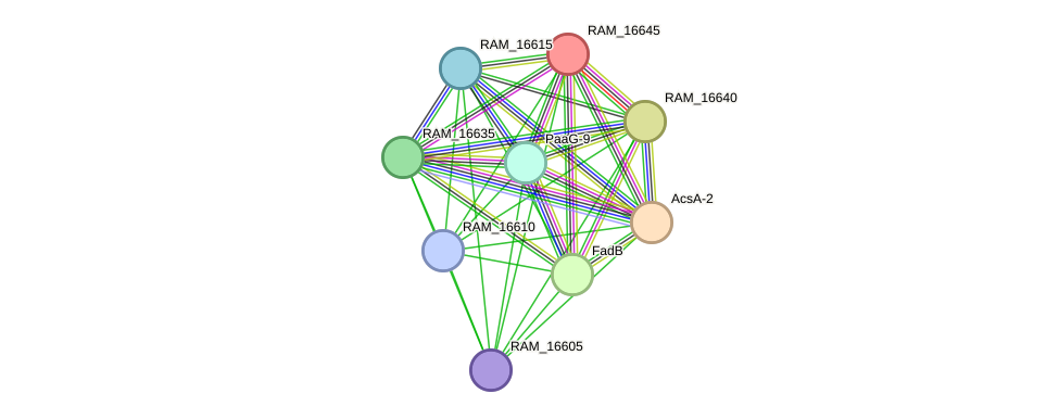 STRING protein interaction network