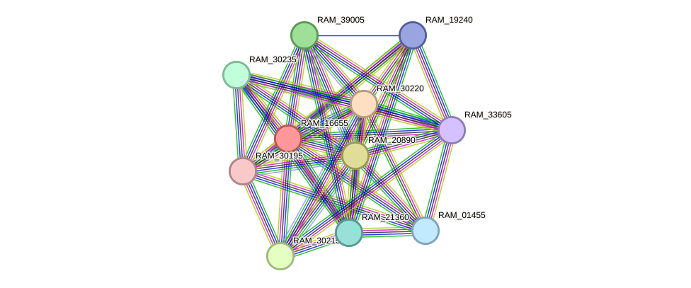 STRING protein interaction network
