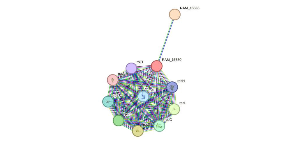 STRING protein interaction network