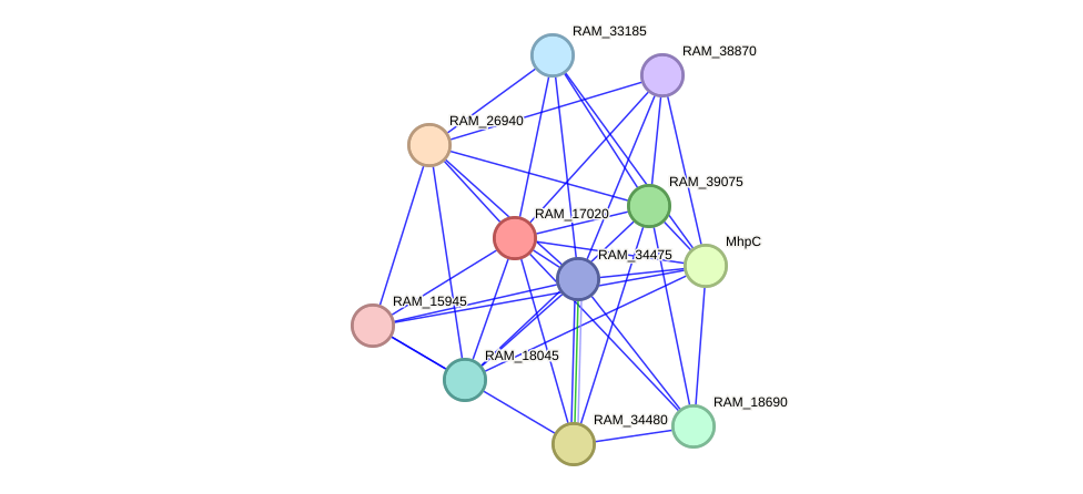 STRING protein interaction network
