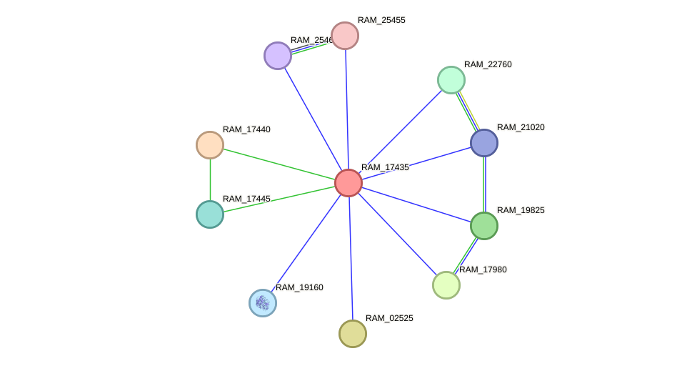 STRING protein interaction network