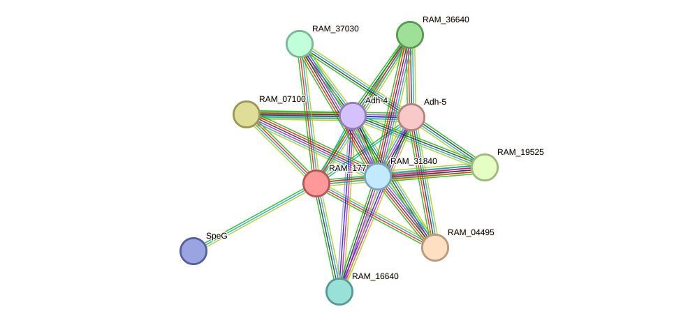 STRING protein interaction network