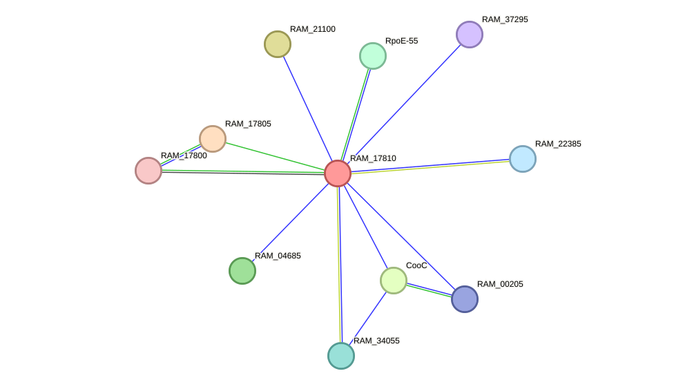 STRING protein interaction network
