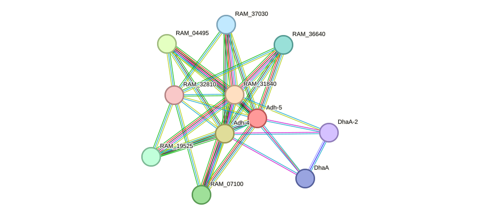 STRING protein interaction network