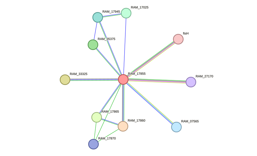STRING protein interaction network