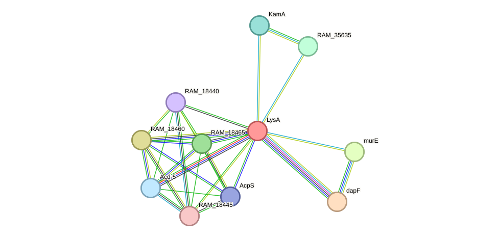 STRING protein interaction network
