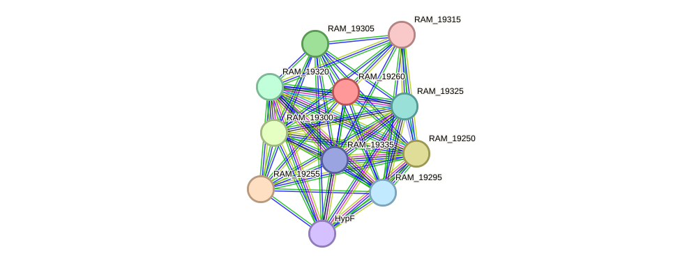 STRING protein interaction network