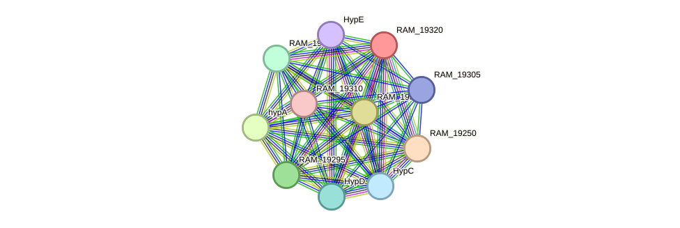 STRING protein interaction network