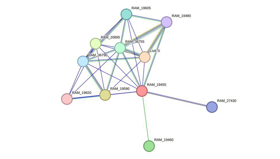 STRING protein interaction network