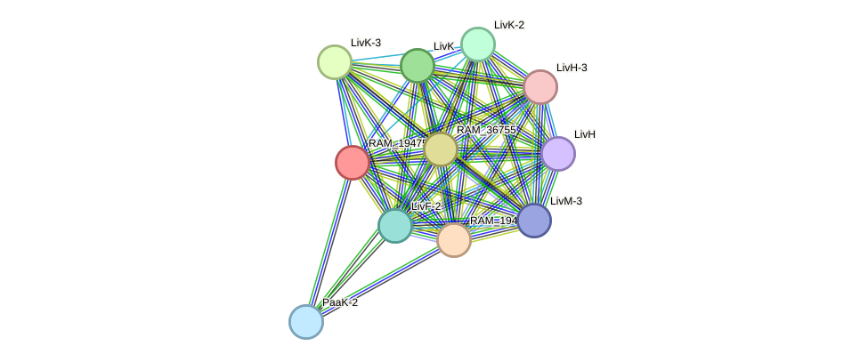 STRING protein interaction network
