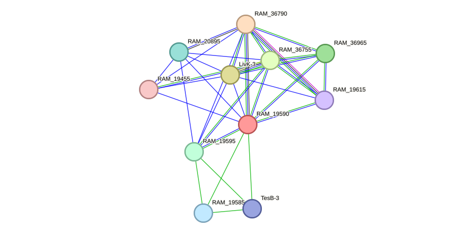 STRING protein interaction network