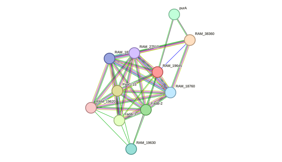 STRING protein interaction network