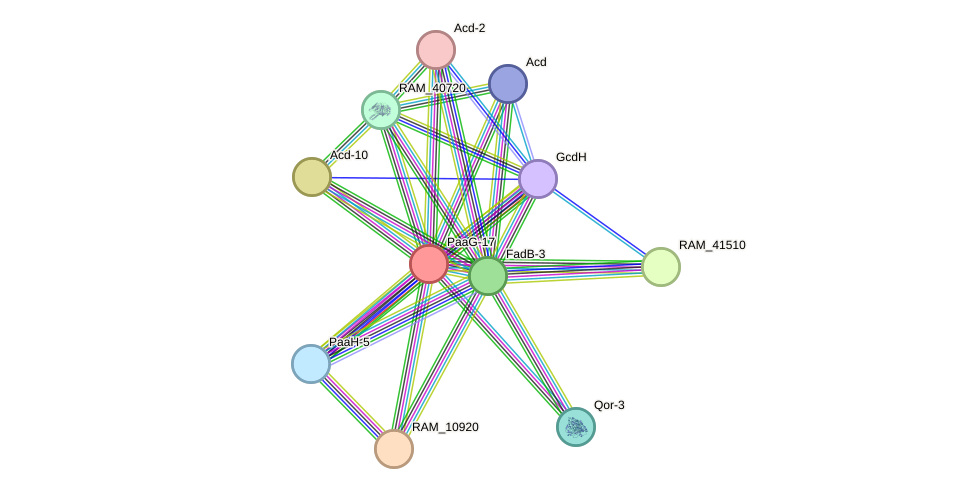 STRING protein interaction network