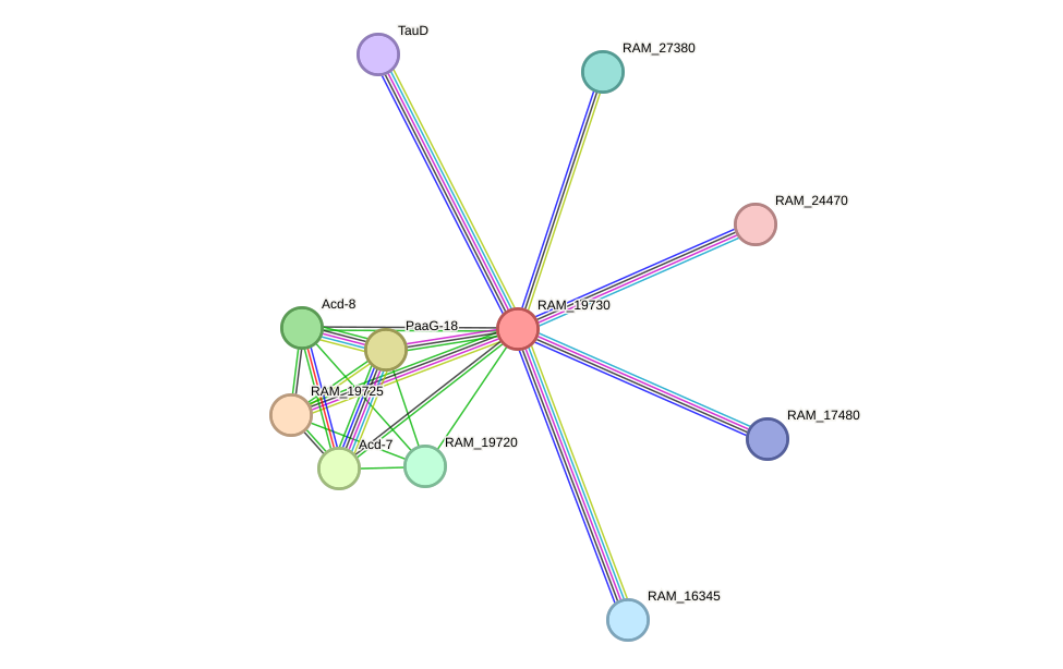 STRING protein interaction network