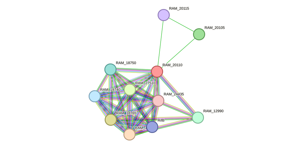 STRING protein interaction network