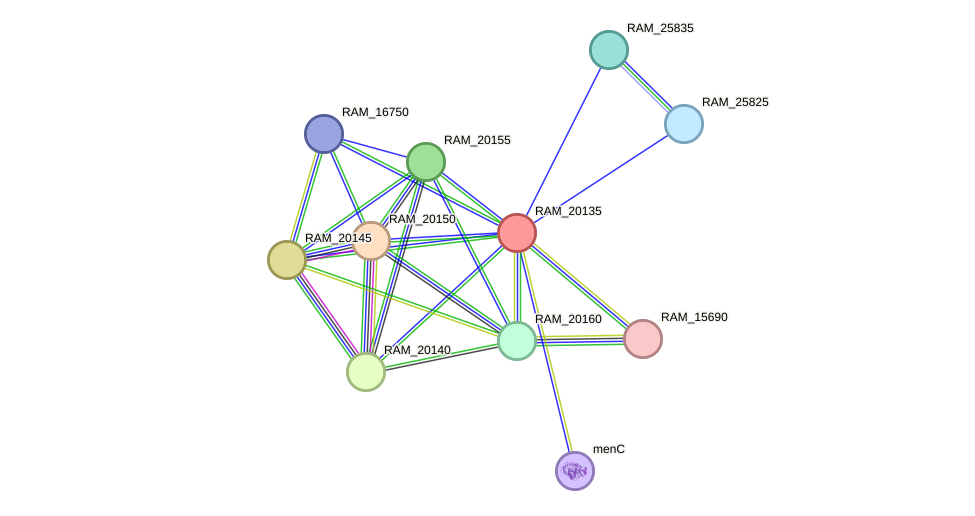 STRING protein interaction network