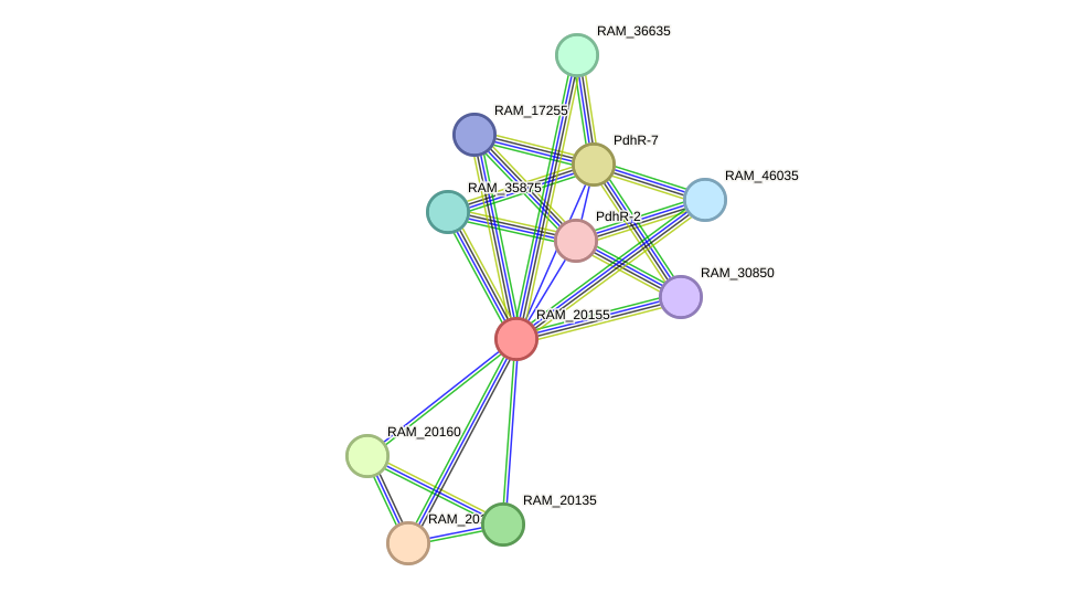 STRING protein interaction network