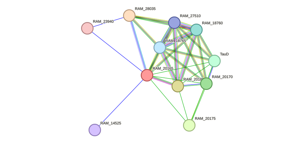 STRING protein interaction network