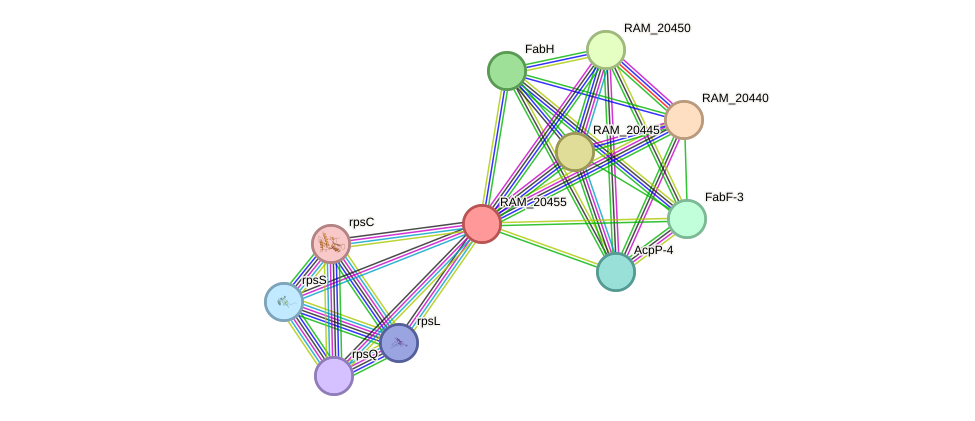 STRING protein interaction network