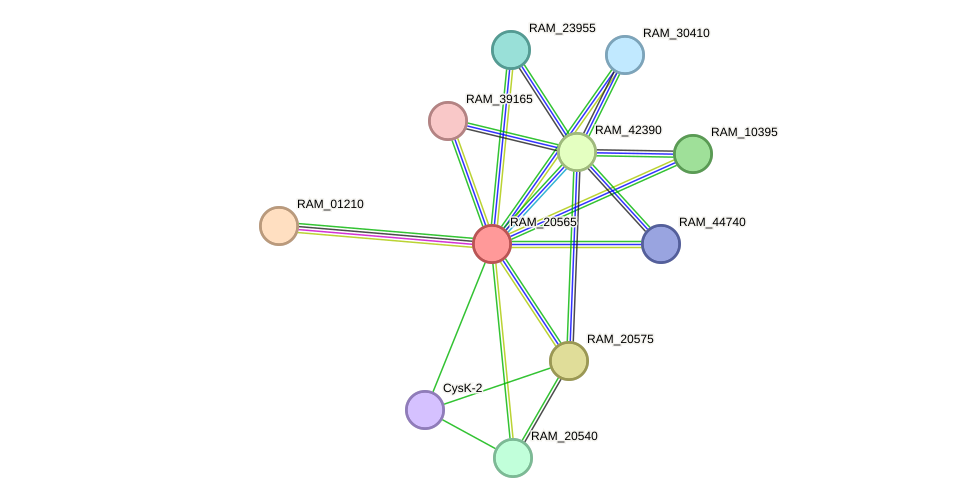 STRING protein interaction network